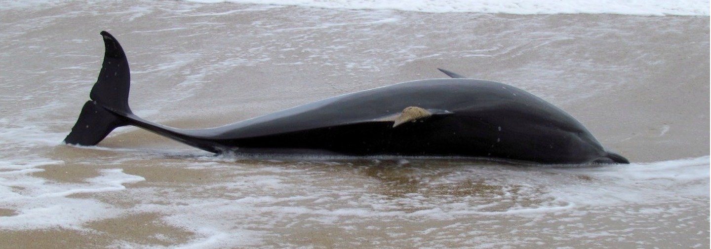 Common dolphin, stranded on sandy beach